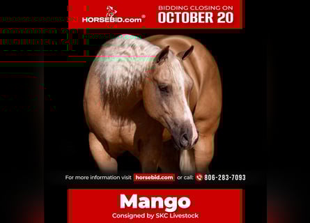 Quarter horse américain, Hongre, 4 Ans, 157 cm, Palomino