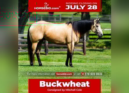 Quarter horse américain, Hongre, 4 Ans, 160 cm, Buckskin