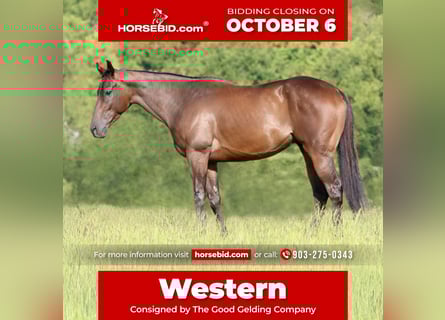Quarter horse américain Croisé, Hongre, 4 Ans, 163 cm, Bai cerise