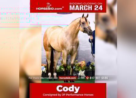Quarter horse américain, Hongre, 4 Ans, 170 cm, Buckskin