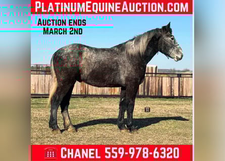 Quarter horse américain, Hongre, 4 Ans, 170 cm, Gris pommelé