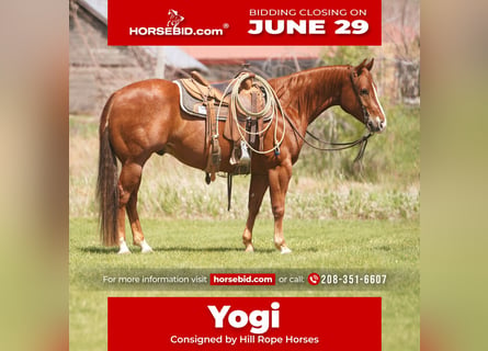 Quarter horse américain, Hongre, 4 Ans, Alezan cuivré