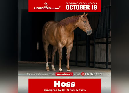 Quarter horse américain, Hongre, 4 Ans, Alezan dun