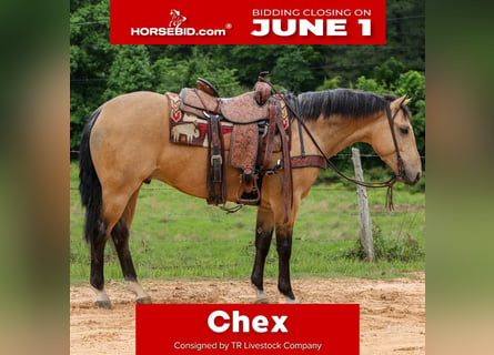 Quarter horse américain, Hongre, 4 Ans, Buckskin