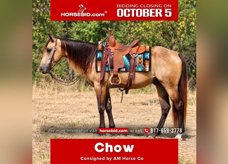Quarter horse américain, Hongre, 4 Ans, Buckskin