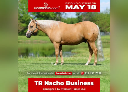 Quarter horse américain, Hongre, 4 Ans, Palomino