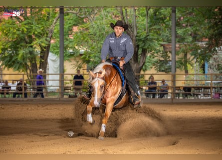 Quarter horse américain, Hongre, 4 Ans, Palomino