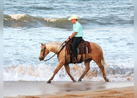 Quarter horse américain, Hongre, 4 Ans, Palomino