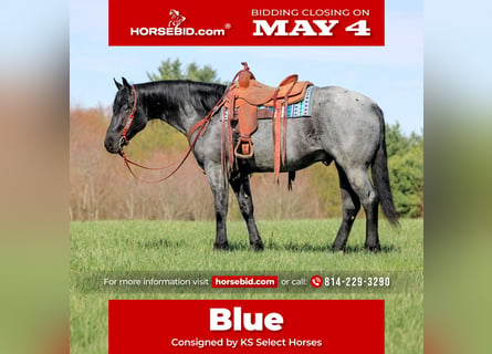 Quarter horse américain, Hongre, 4 Ans, Rouan Bleu