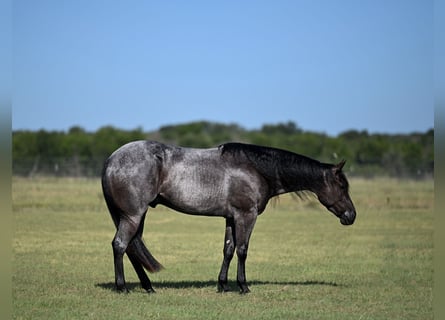 Quarter horse américain, Hongre, 4 Ans, Rouan Bleu