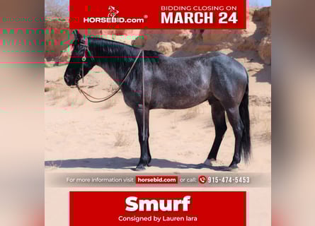 Quarter horse américain Croisé, Hongre, 5 Ans, 140 cm, Rouan Bleu