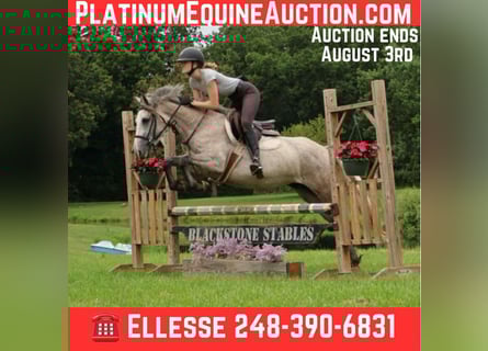 Quarter horse américain, Hongre, 5 Ans, 142 cm, Gris