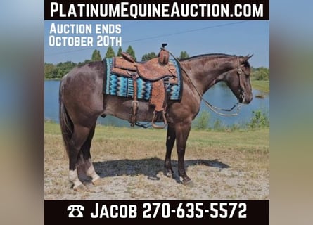 Quarter horse américain, Hongre, 5 Ans, 142 cm, Noir