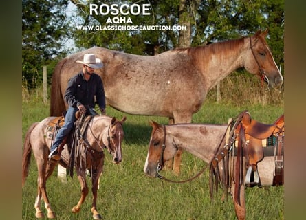 Quarter horse américain, Hongre, 5 Ans, 142 cm, Rouan Rouge