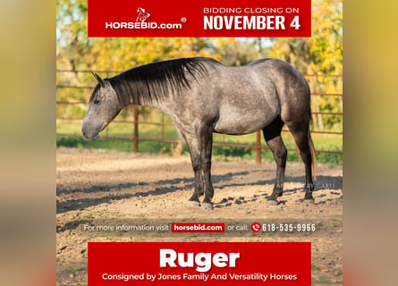 Quarter horse américain, Hongre, 5 Ans, 145 cm, Gris