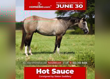 Quarter horse américain, Hongre, 5 Ans, 145 cm, Grullo