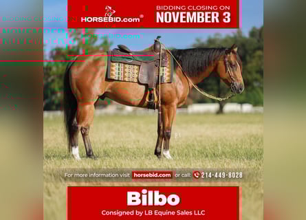 Quarter horse américain Croisé, Hongre, 5 Ans, 147 cm, Bai cerise