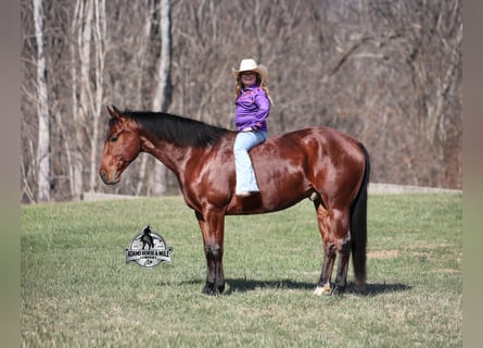 Quarter horse américain, Hongre, 5 Ans, 147 cm, Bai cerise
