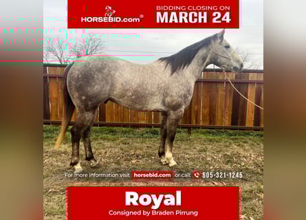 Quarter horse américain, Hongre, 5 Ans, 147 cm, Gris