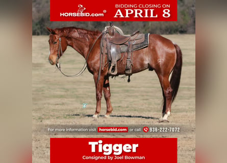Quarter horse américain, Hongre, 5 Ans, 147 cm, Rouan Rouge