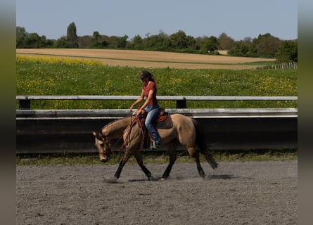 Quarter horse américain, Hongre, 5 Ans, 149 cm, Buckskin