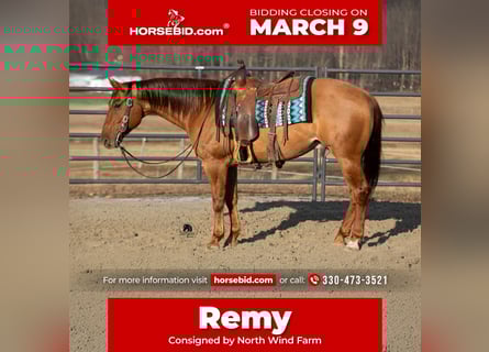 Quarter horse américain, Hongre, 5 Ans, 150 cm, Alezan dun