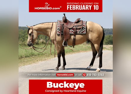 Quarter horse américain, Hongre, 5 Ans, 150 cm, Buckskin