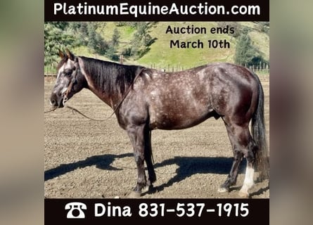 Quarter horse américain, Hongre, 5 Ans, 150 cm, Gris