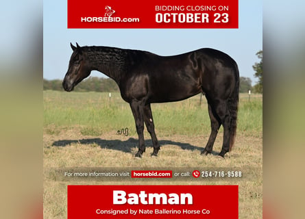 Quarter horse américain, Hongre, 5 Ans, 150 cm, Noir