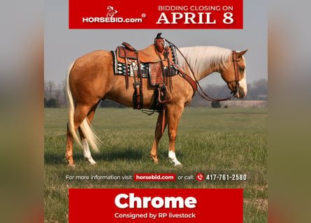 Quarter horse américain, Hongre, 5 Ans, 150 cm, Palomino