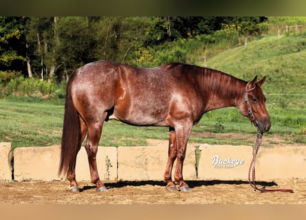 Quarter horse américain, Hongre, 5 Ans, 150 cm, Rouan Rouge