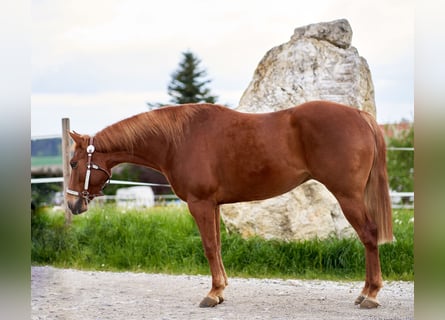 Quarter horse américain, Hongre, 5 Ans, 151 cm, Alezan