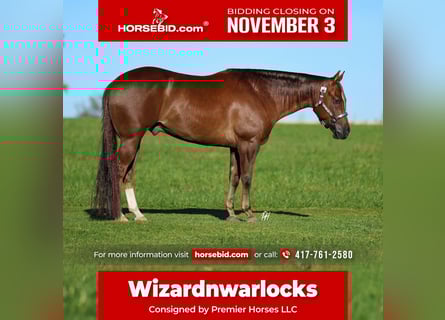 Quarter horse américain, Hongre, 5 Ans, 152 cm, Alezan brûlé