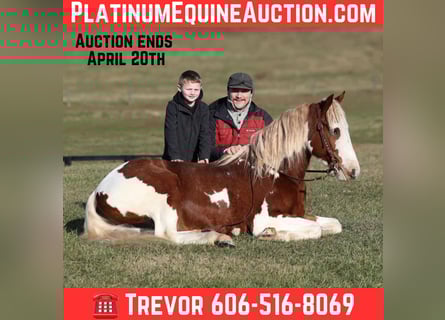 Quarter horse américain, Hongre, 5 Ans, 152 cm, Alezan brûlé