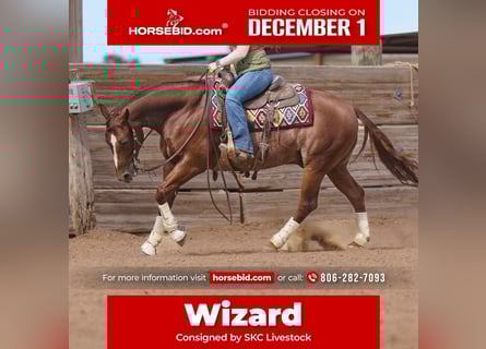 Quarter horse américain, Hongre, 5 Ans, 152 cm, Alezan cuivré