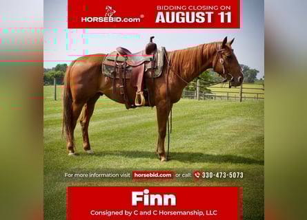 Quarter horse américain, Hongre, 5 Ans, 152 cm, Alezan cuivré