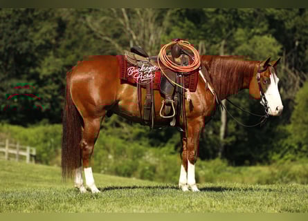 Quarter horse américain, Hongre, 5 Ans, 152 cm, Alezan cuivré