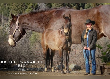 Quarter horse américain, Hongre, 5 Ans, 152 cm, Buckskin