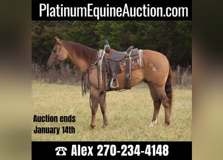 Quarter horse américain, Hongre, 5 Ans, 152 cm, Isabelle
