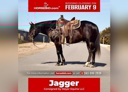 Quarter horse américain, Hongre, 5 Ans, 152 cm, Noir