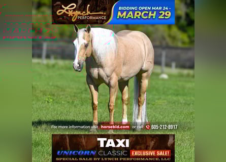 Quarter horse américain, Hongre, 5 Ans, 152 cm, Palomino