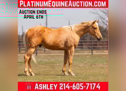 Quarter horse américain, Hongre, 5 Ans, 152 cm, Palomino