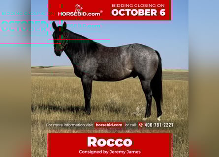 Quarter horse américain, Hongre, 5 Ans, 152 cm, Roan-Bay