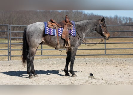 Quarter horse américain, Hongre, 5 Ans, 152 cm, Rouan Bleu