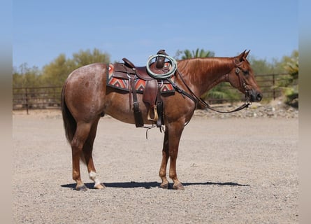 Quarter horse américain, Hongre, 5 Ans, 152 cm, Rouan Rouge