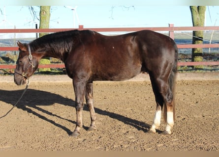 Quarter horse américain, Hongre, 5 Ans, 154 cm, Alezan brûlé