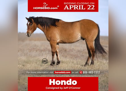Quarter horse américain, Hongre, 5 Ans, 155 cm, Isabelle