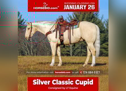 Quarter horse américain, Hongre, 5 Ans, 155 cm, Palomino