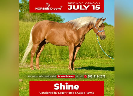 Quarter horse américain, Hongre, 5 Ans, 155 cm, Palomino