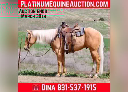 Quarter horse américain, Hongre, 5 Ans, 155 cm, Palomino